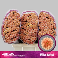 Chrysanth Santini Miller Apricot 55cm 44gr.