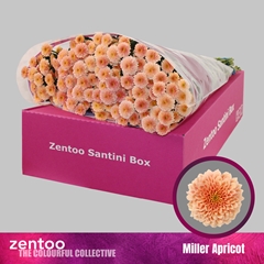 Chrysanth Santini Miller Apricot 55cm 44gr.