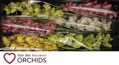 Cymbidium Mix 80cm