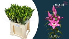 Lily Oriental Lexus 65cm 3+