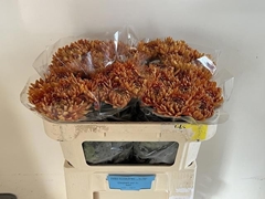 Chrysanth Single Astro 60cm 60gr.