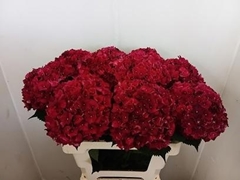 Hydrangea Rubyred 60cm 16-18cm Hd
