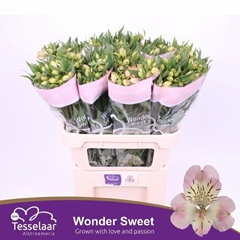Alstroemeria Wonder Sweet 75cm 50gr.