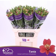 Alstroemeria Tania 75cm 50gr.