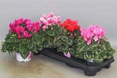 Cyclamen Super Serie Xl 13Ø 30cm