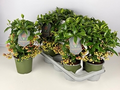 Ardisia Crenata Premium 14Ø 40cm