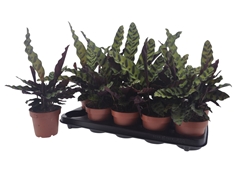 Calathea Lancifolia 12Ø 30cm