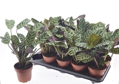 Ctenanthe Burle-Marx 12Ø 35cm