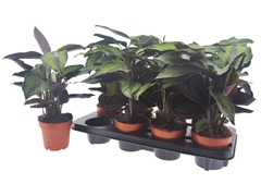 Calathea Beautystar 12Ø 35cm
