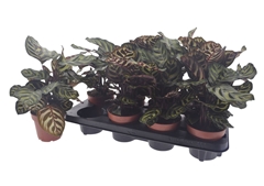 Calathea Makoyana 12Ø 35cm
