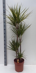Dracaena Sunray 27Ø 150cm