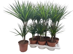 Dracaena 17Ø 75cm