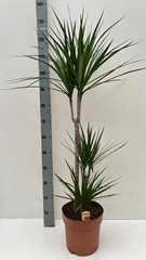 Dracaena 24Ø 115cm