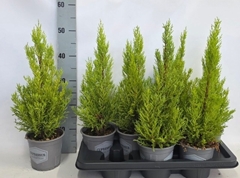 Cupressus Goldcrest Wilma 14Ø 55cm
