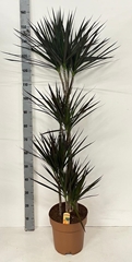 Dracaena Magenta 27Ø 150cm