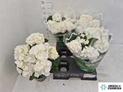 Hydrangea Schneeball 14Ø 38cm 10bl