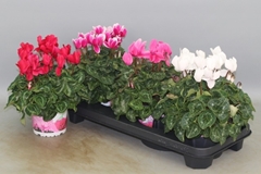 Cyclamen Super Serie Xl 13Ø 30cm