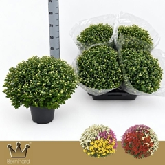 Chrysanthemum Jasoda Mix In Pot 19Ø 45cm