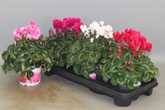 Cyclamen Super Serie Xl 13Ø 30cm