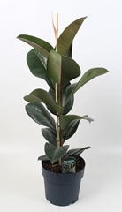 Ficus Tineke 21Ø 100cm