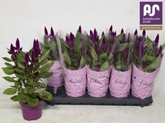 Celosia Deep Purple 12Ø 40cm