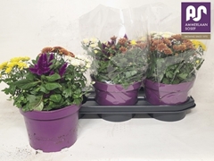 Bedding Plants Mix 19Ø 38cm