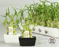 Dracaena Lucky Bamboo 14Ø 25cm