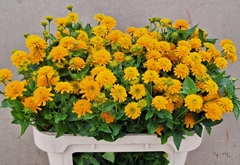 Heliopsis Helianthoides Asahi 70cm