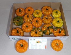 Cucurbita Pepo Jack Be Little 9cm