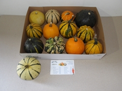 Cucurbita Pepo Mix 12cm