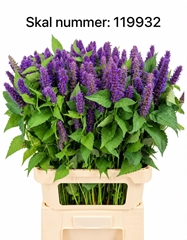 Agastache 85cm
