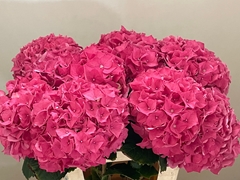 Hydrangea Rodeo Red 60cm 14-16cm Hd