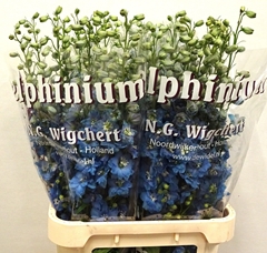 Delphinium Double Dewi Ice Blue 90cm