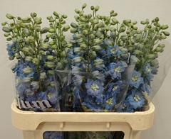 Delphinium Double Dewi Ice Blue 80cm