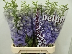Delphinium Double Dewi Impressive 90cm