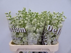 Delphinium Double Dewi Impressive White 80cm