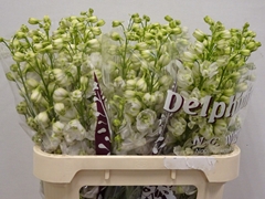 Delphinium Double Dewi White Smile 80cm