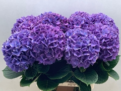 Hydrangea Rodeo Purple 65cm 17-19cm Hd
