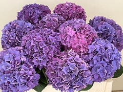 Hydrangea Rodeo Purple 50cm 10-12cm Hd