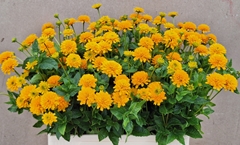 Heliopsis Helianthoides Asahi 60cm