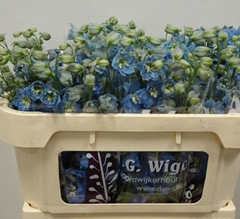 Delphinium Double Dewi Ice Blue 65cm