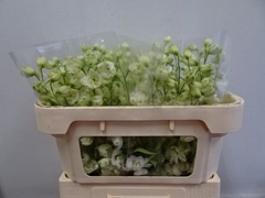 Delphinium Double Dewi White Smile 65cm