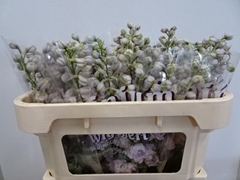 Delphinium Double Dewi Pink Spijker 65cm