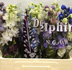 Delphinium Double Mix 65cm