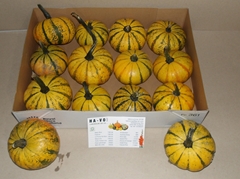 Cucurbita Pepo Lil Pump-ke-mon 11cm