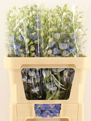 Delphinium Double Centurion Skyblue 80cm