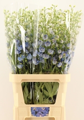 Delphinium Double Centurion Skyblue 100cm