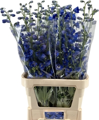 Delphinium Double Kings Blue Arrow 100cm