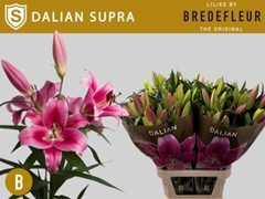 Lily Oriental Dalian 95cm 5+
