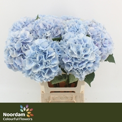 Hydrangea Verena Blue 65cm 19-21cm Hd